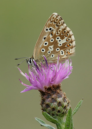 Chalk Hill Blue Polyommatus coridon