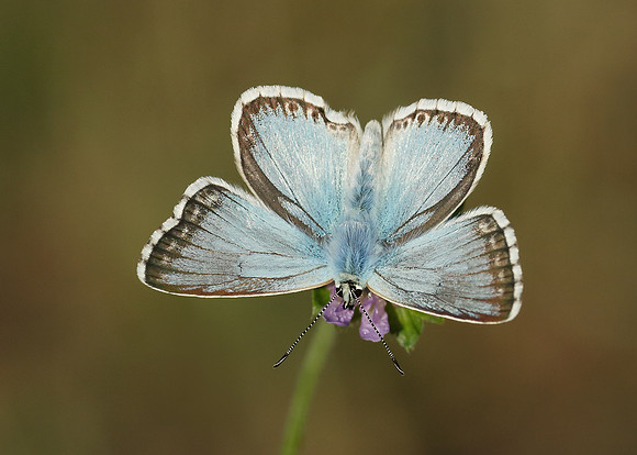 Chalk Hill Blue Polyommatus coridon