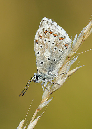 Chalk Hill Blue Polyommatus coridon