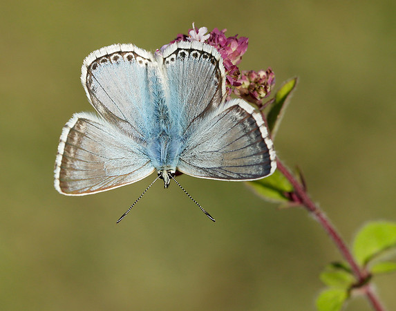Chalk Hill Blue Polyommatus coridon
