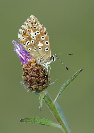 Chalk Hill Blue Polyommatus coridon
