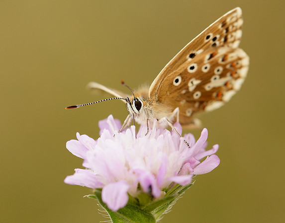 Chalk Hill Blue Polyommatus coridon