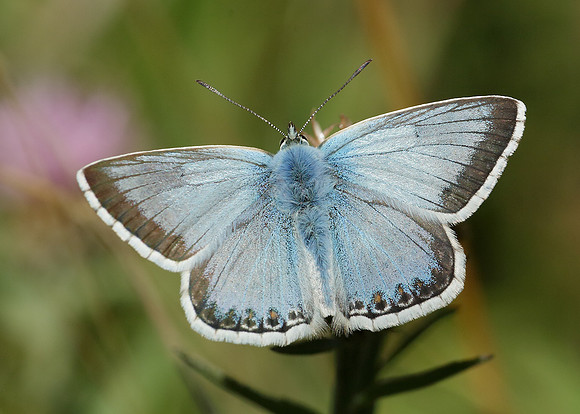 Chalk Hill Blue Polyommatus coridon