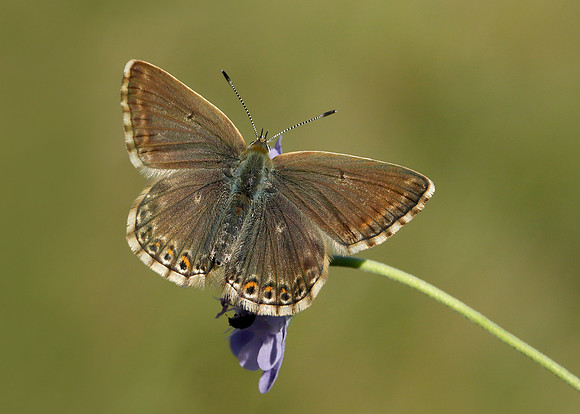 Chalk Hill Blue Polyommatus coridon