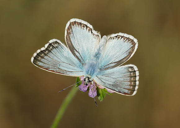 Chalk Hill Blue Polyommatus coridon