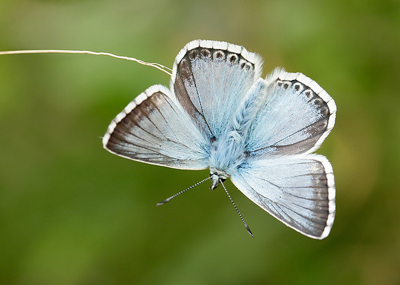 Chalk Hill Blue Polyommatus coridon