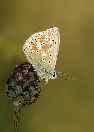 Chalk Hill Blue Polyommatus coridon