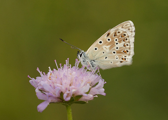 Chalk Hill Blue Polyommatus coridon