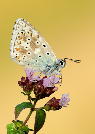 Chalk Hill Blue Polyommatus coridon