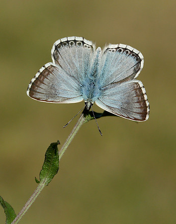 Chalk Hill Blue Polyommatus coridon