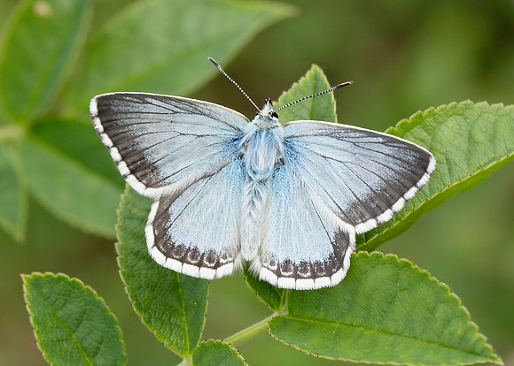 Chalk Hill Blue Polyommatus coridon