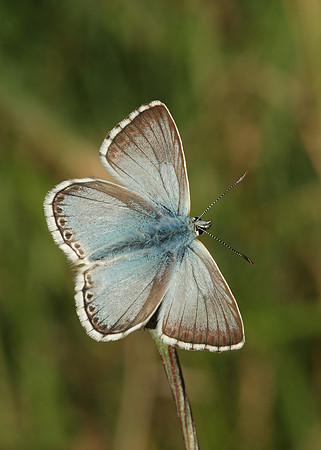 Chalk Hill Blue Polyommatus coridon