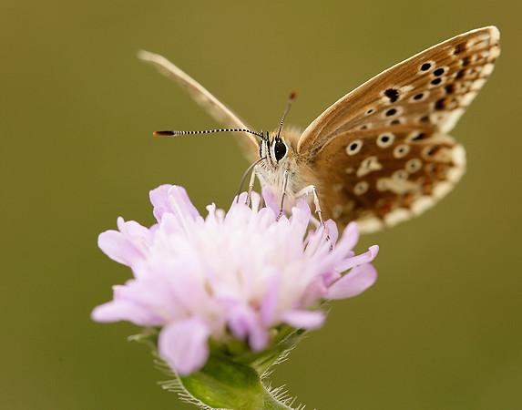 Chalk Hill Blue Polyommatus coridon