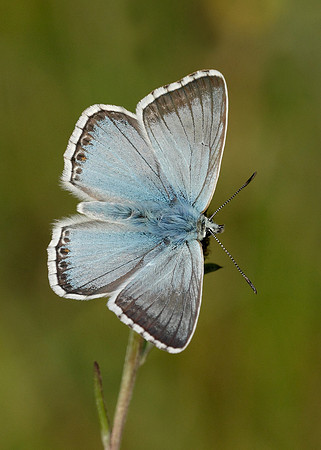Chalk Hill Blue Polyommatus coridon