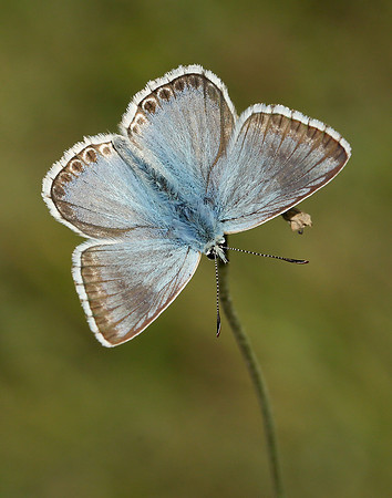 Chalk Hill Blue Polyommatus coridon