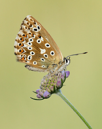 Chalk Hill Blue Polyommatus coridon
