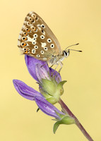 Chalk Hill Blue Polyommatus coridon