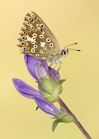 Chalk Hill Blue Polyommatus coridon