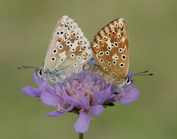Chalk Hill Blue Polyommatus coridon