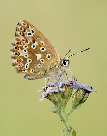 Chalk Hill Blue Polyommatus coridon