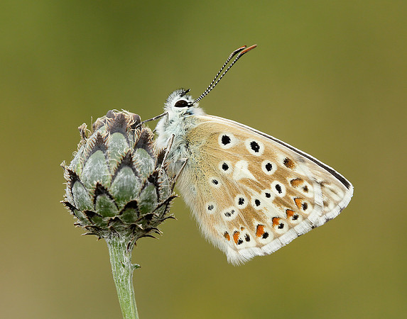 Chalk Hill Blue Polyommatus coridon