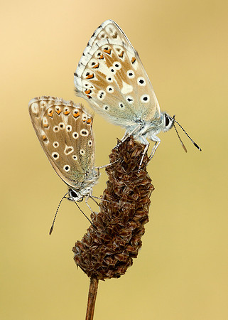 Chalk Hill Blue Polyommatus coridon