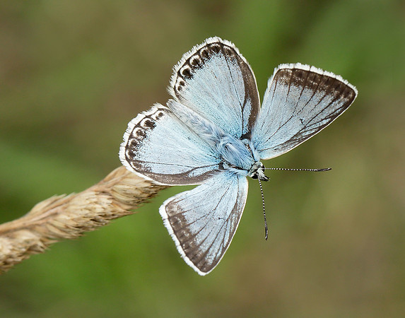 Chalk Hill Blue Polyommatus coridon