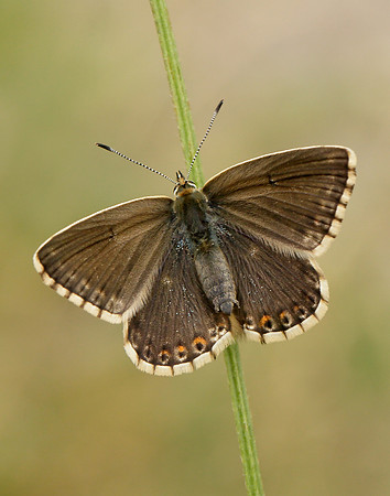 Chalk Hill Blue Polyommatus coridon
