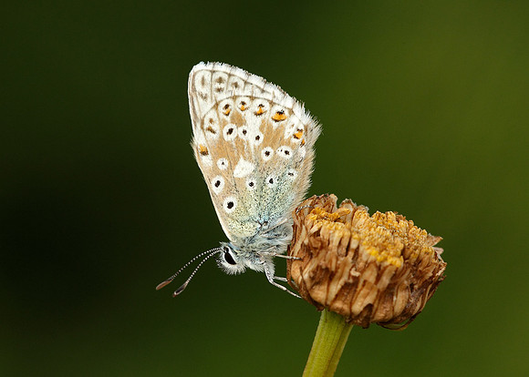 Chalk Hill Blue Polyommatus coridon