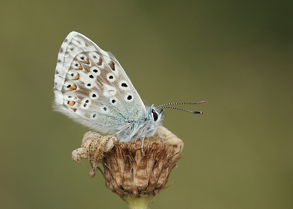 Chalk Hill Blue Polyommatus coridon