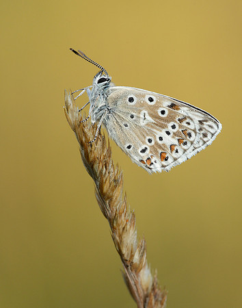 Chalk Hill Blue Polyommatus coridon