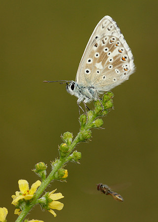 Chalk Hill Blue Polyommatus coridon