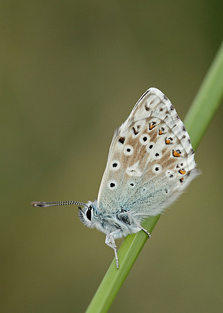 Chalk Hill Blue Polyommatus coridon