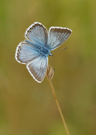Chalk Hill Blue Polyommatus coridon