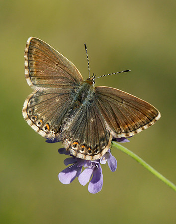 Chalk Hill Blue Polyommatus coridon