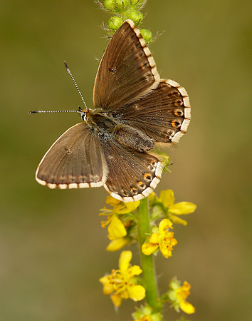 Chalk Hill Blue Polyommatus coridon