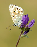 Chalk Hill Blue Polyommatus coridon
