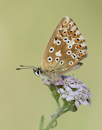 Chalk Hill Blue Polyommatus coridon