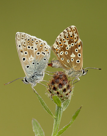 Chalk Hill Blue Polyommatus coridon
