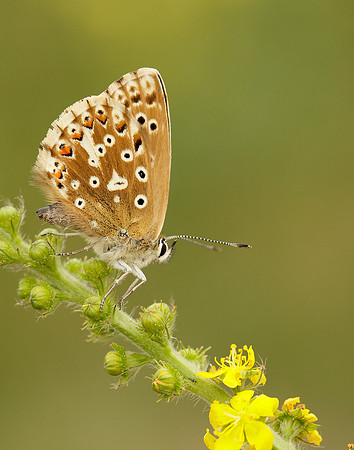Chalk Hill Blue Polyommatus coridon