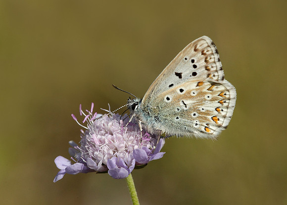 Chalk Hill Blue Polyommatus coridon