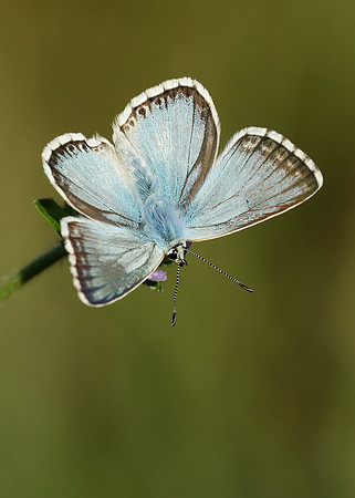 Chalk Hill Blue Polyommatus coridon