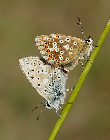 Chalk Hill Blue Polyommatus coridon