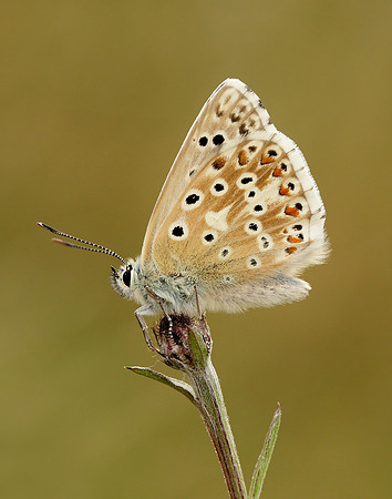 Chalk Hill Blue Polyommatus coridon