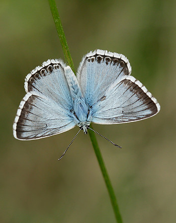 Chalk Hill Blue Polyommatus coridon