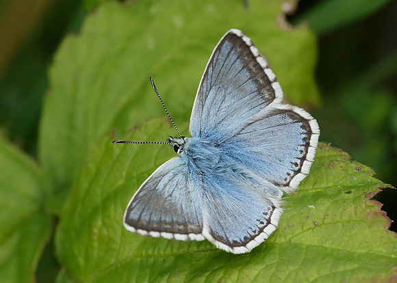 Chalk Hill Blue Polyommatus coridon