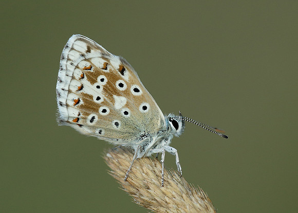 Chalk Hill Blue Polyommatus coridon