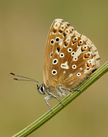 Chalk Hill Blue Polyommatus coridon