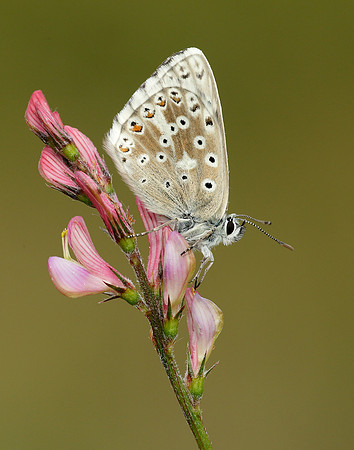 Chalk Hill Blue Polyommatus coridon