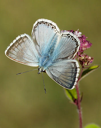 Chalk Hill Blue Polyommatus coridon